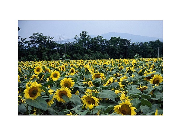 ひまわり畑