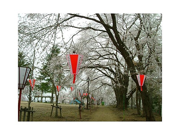 経塚山公園【桜の名所】