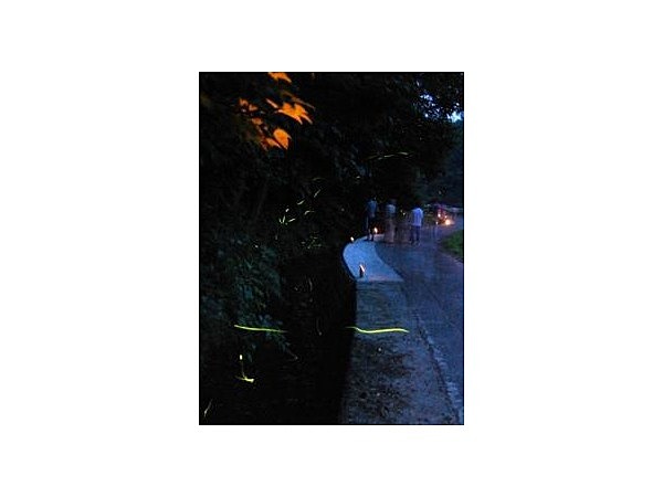 三島地域上岩井【蛍の名所】