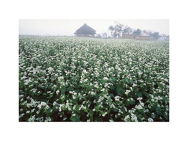 福島潟のソバの花