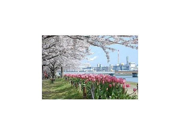 信濃川やすらぎ堤緑地【チューリップの名所】