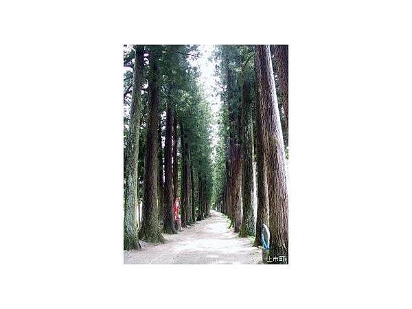 眼目山立山寺参道栂並木