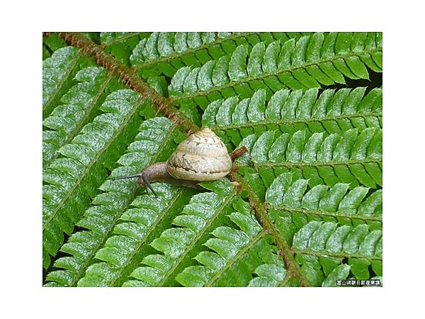 宮崎自然博物館