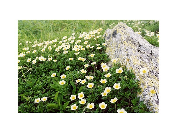 弥陀ヶ原の高山植物群落