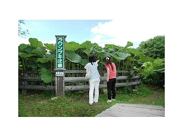 ラワンぶき鑑賞ほ場