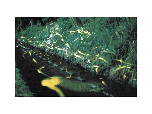 トミヨ・ゲンジボタル・ヘイケボタル