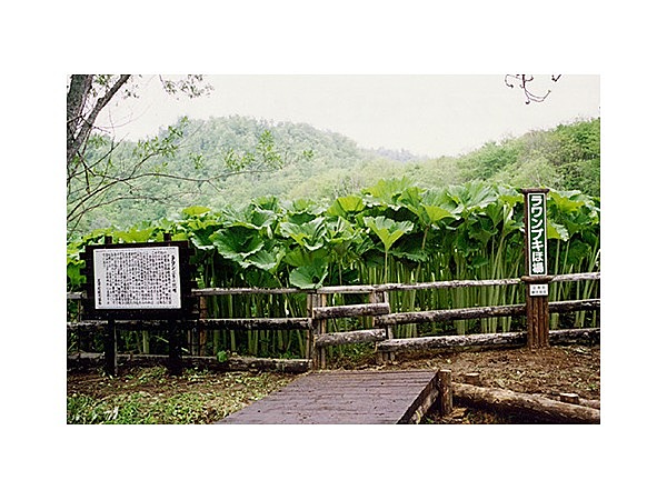 ラワンブキ観賞ほ場