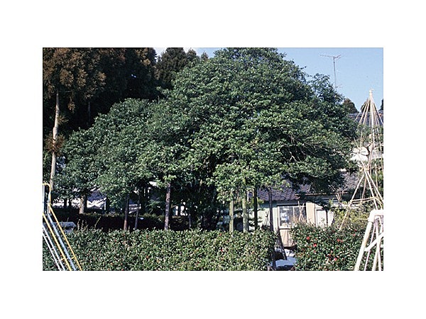 串田のヒイラギ