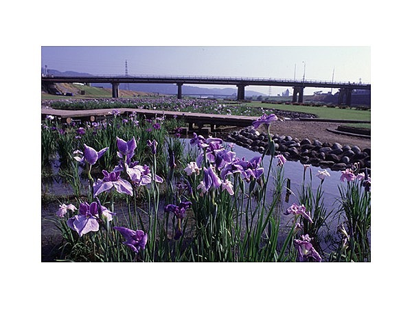 河川公園の花菖蒲