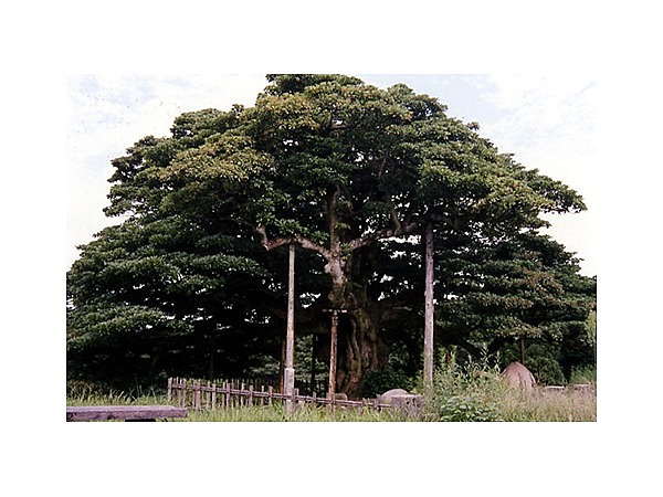 長坂の大いぬくす