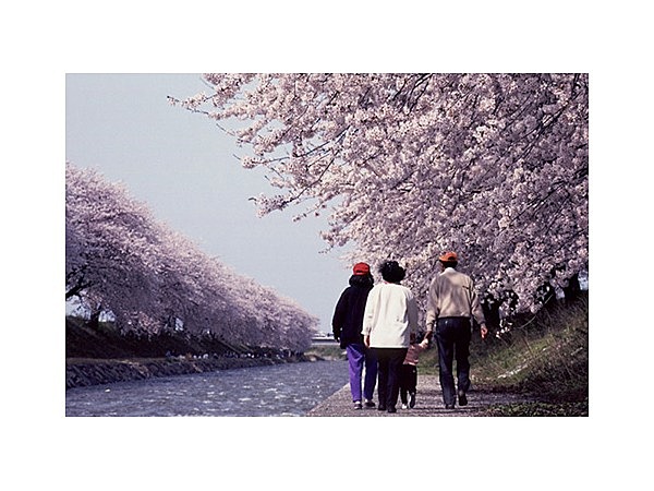 舟川べり桜並木