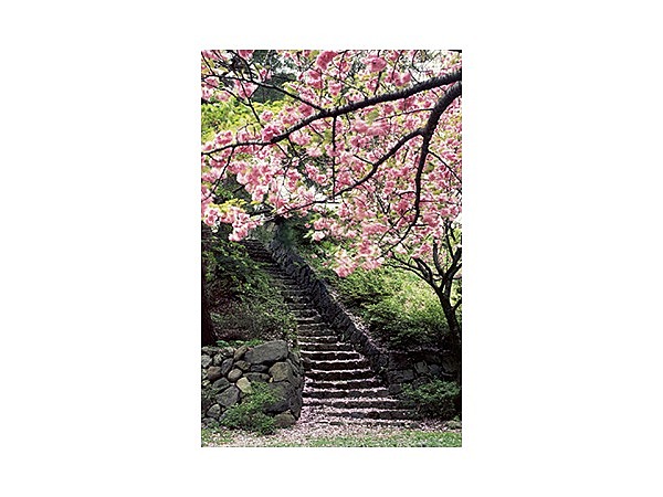 城山公園の桜