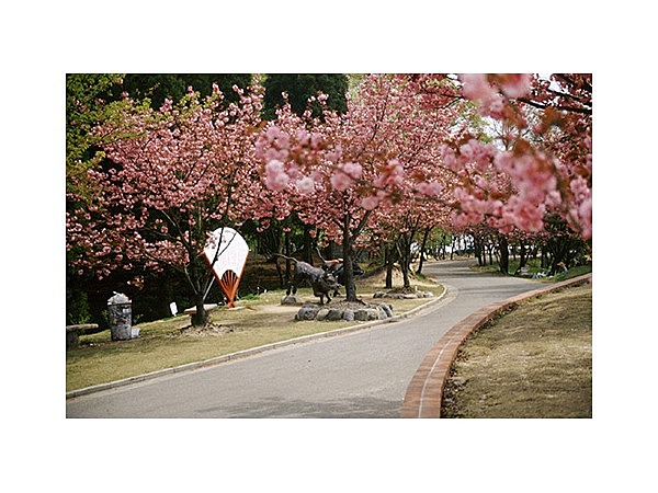 倶利伽羅山の八重桜