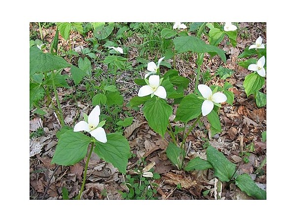 オオバナノエンレイソウ・シラネアオイ