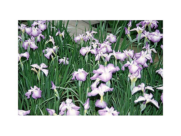 頼成の森花しょうぶ