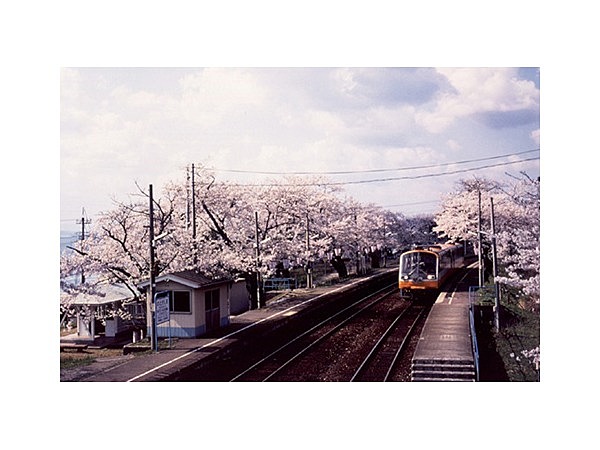 能登さくら駅の桜