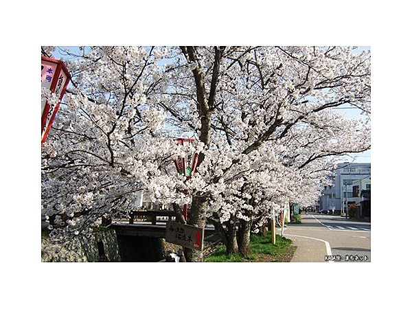 熊坂川河畔の桜並木