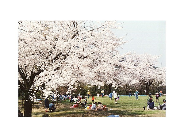 石川県林業試験場樹木公園の桜
