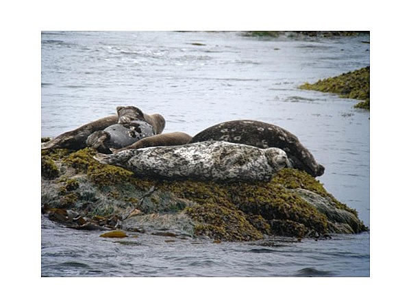 ゼニガタアザラシ