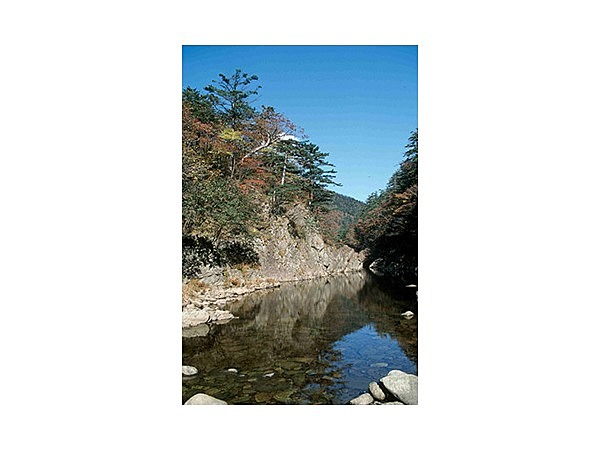 幌満五葉松自生地