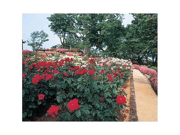 梅丈岳山頂自然公園