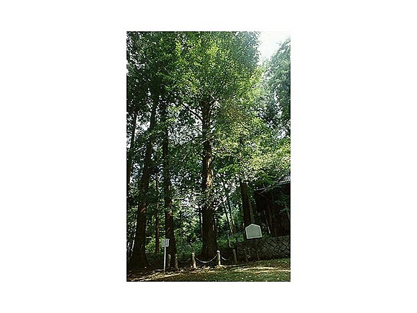 杉森神社のお葉付イチョウ