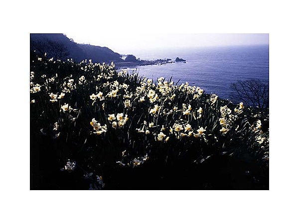 越前海岸の水仙