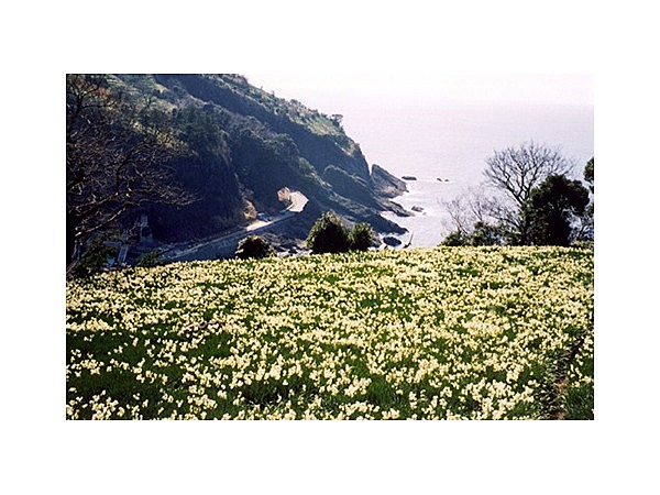越前海岸の水仙