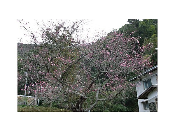 宝楽寺のトビウメ