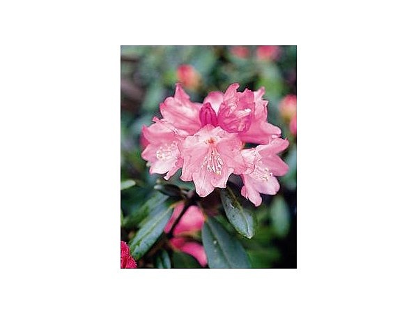 夜叉ケ池のシャクナゲ