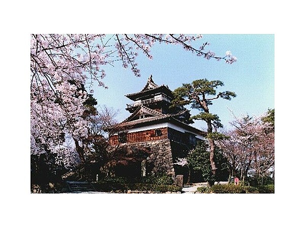 霞ヶ城公園の桜