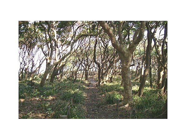 ヤブニッケイの原生林