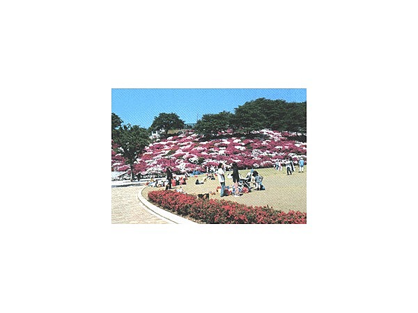 西山公園のツツジ