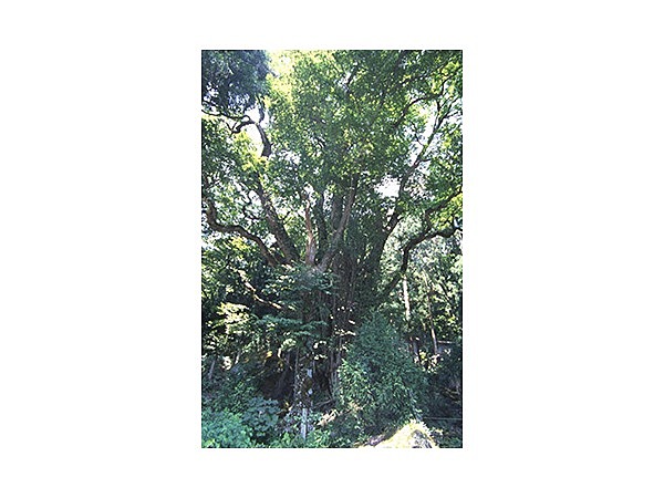 白山神社の大カツラ