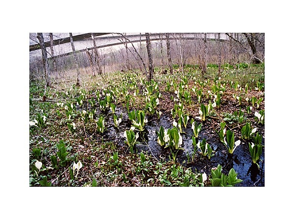 ポロト湖水ばしょう