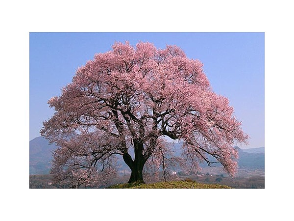 わに塚の桜