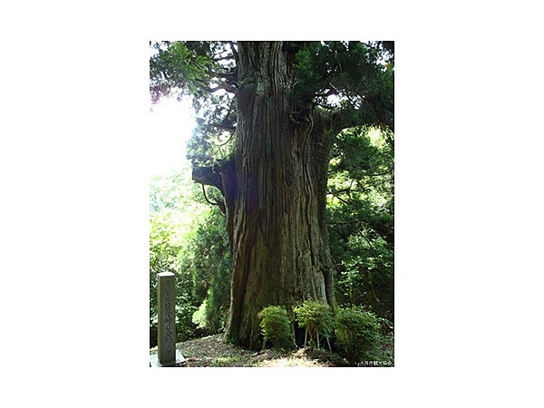 笹子峠の矢立の杉