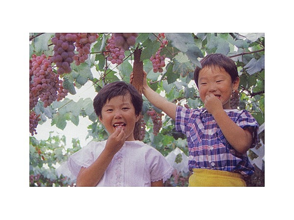 石和町エリアぶどう狩り