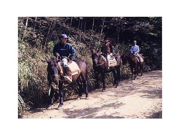 紅葉台木曽馬牧場