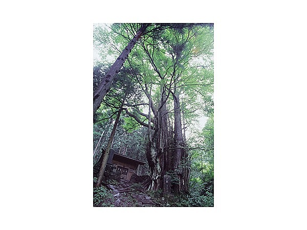 軍刀利神社のカツラ
