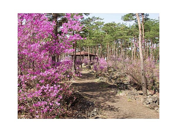道の駅なるさわ つつじ