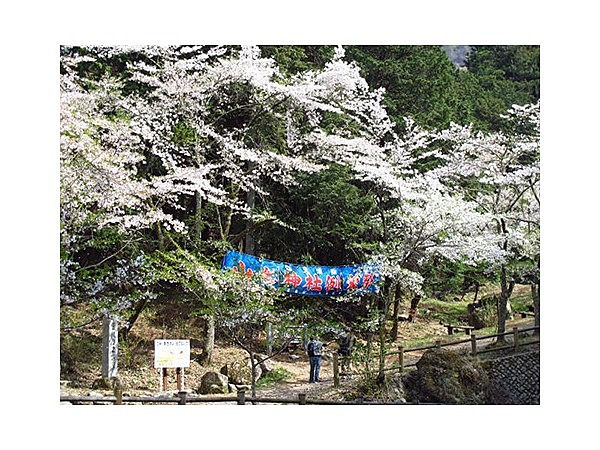 山の神千本桜