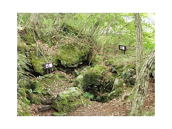 鳴沢の熔岩樹型