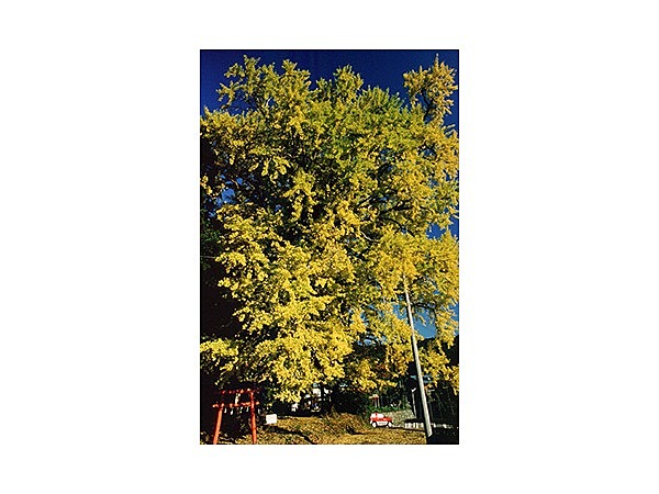 金山神社のイチョウ