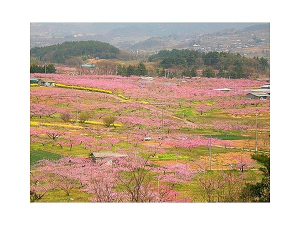 新府桃源郷のモモ