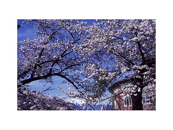 清春芸術村の桜群