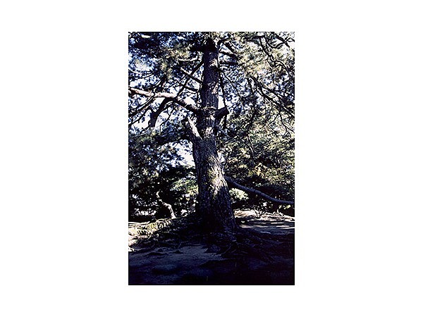 安藤家の避雷針の松