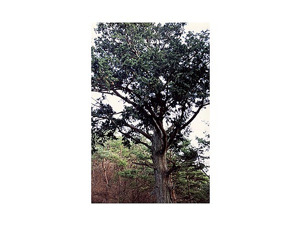 鴬宿峠のナンジャモンジャ