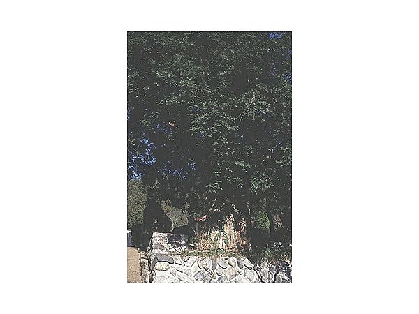 真福寺の大カヤ