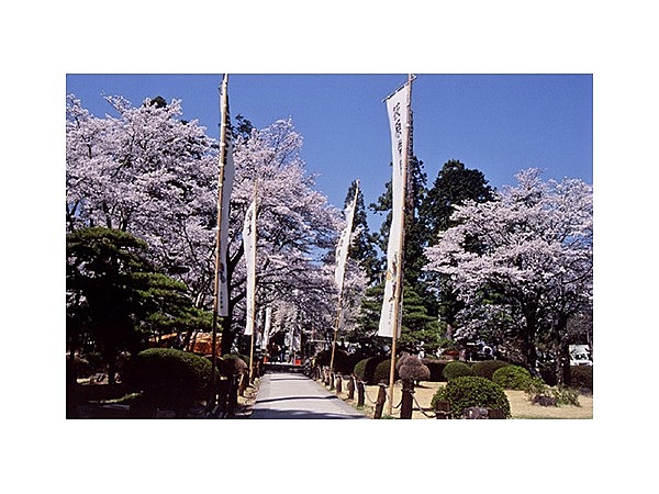 恵林寺境内の桜